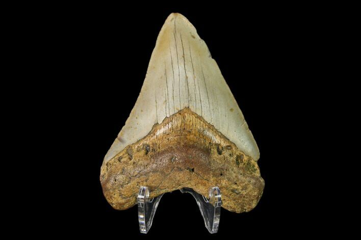 Fossil Megalodon Tooth - North Carolina #146985